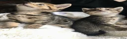 Bengal cats for sale: Glittery Bengal X With Famous References! - Advert 11