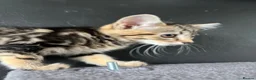 Mixed Breed cats for sale: Fluffy Kittens for sale - Advert 25