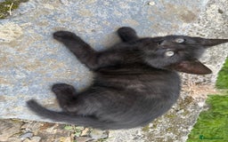 Mixed Breed cats for sale: 6 kittens for sale - Image 16