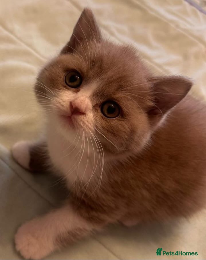 British Shorthair cats Stunning British Shorthaired GCCF Registered - Advert 2