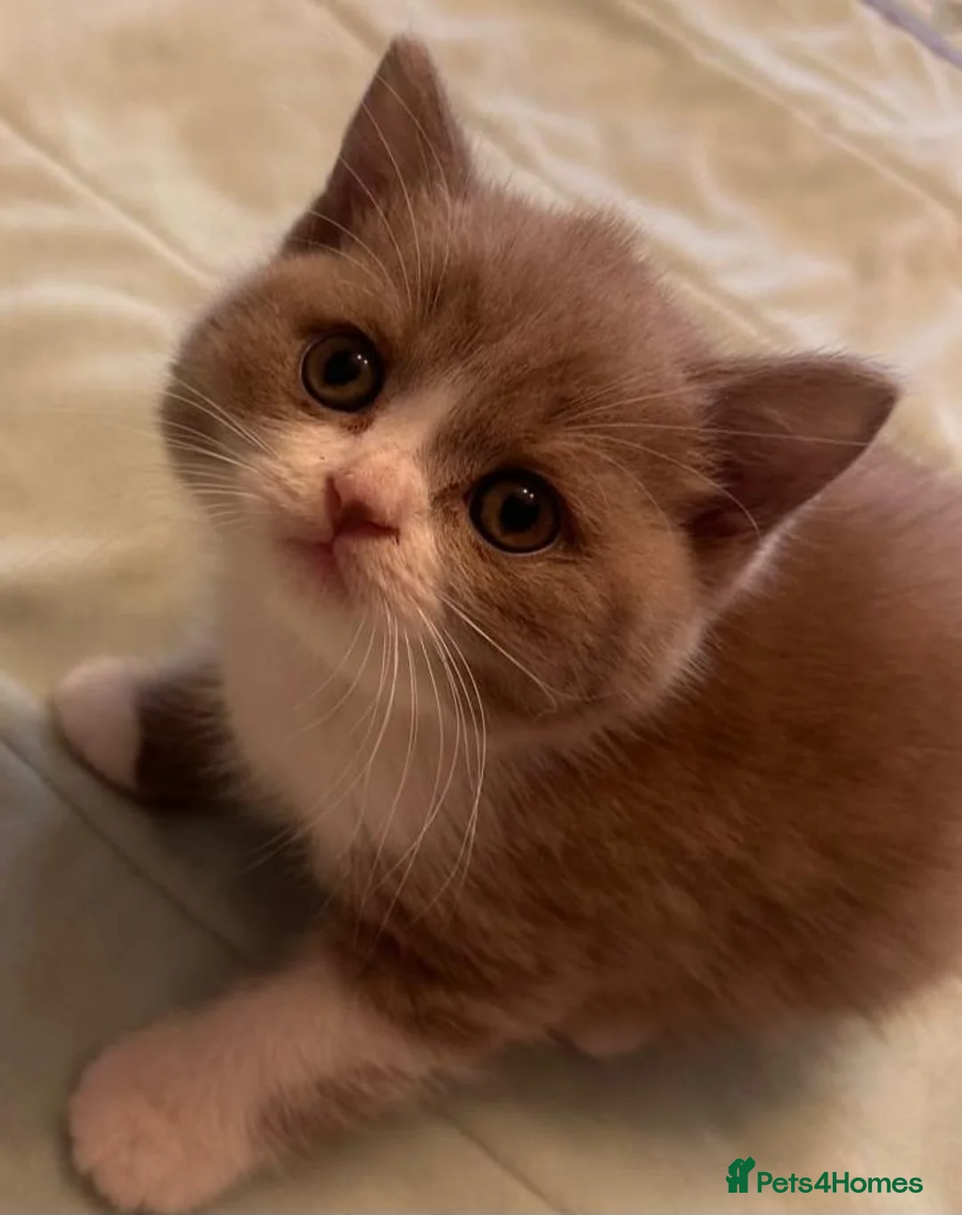 British Shorthair cats for sale: Stunning British Shorthaired GCCF Registered - Advert 2