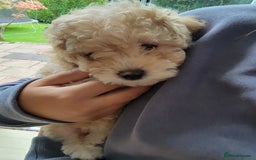 Maltipoo dogs for sale: F1b Maltipoo.   Ready to leave now  - Image 25