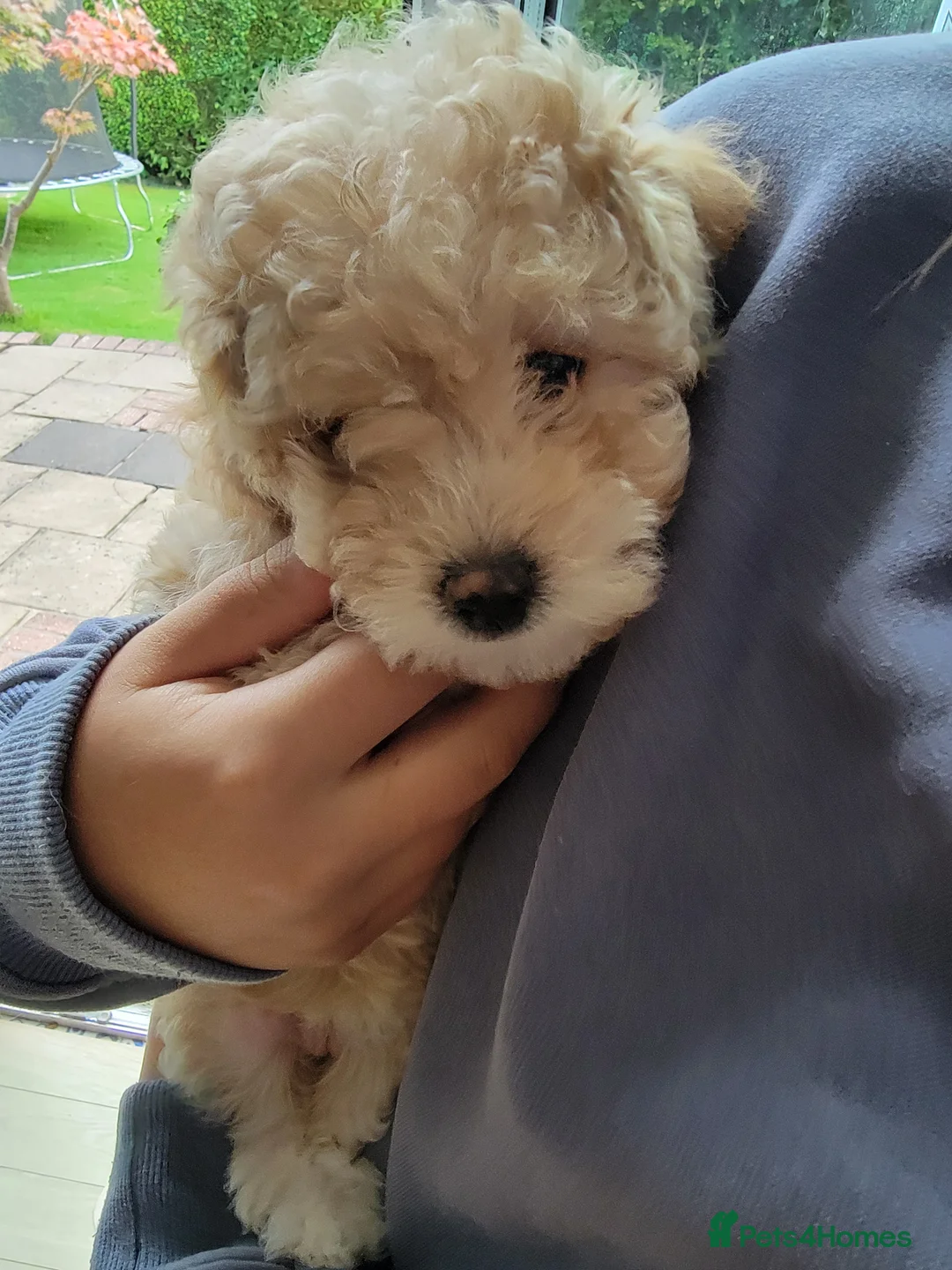 Maltipoo dogs for sale: F1b Maltipoo.   Ready to leave now  - Advert 25
