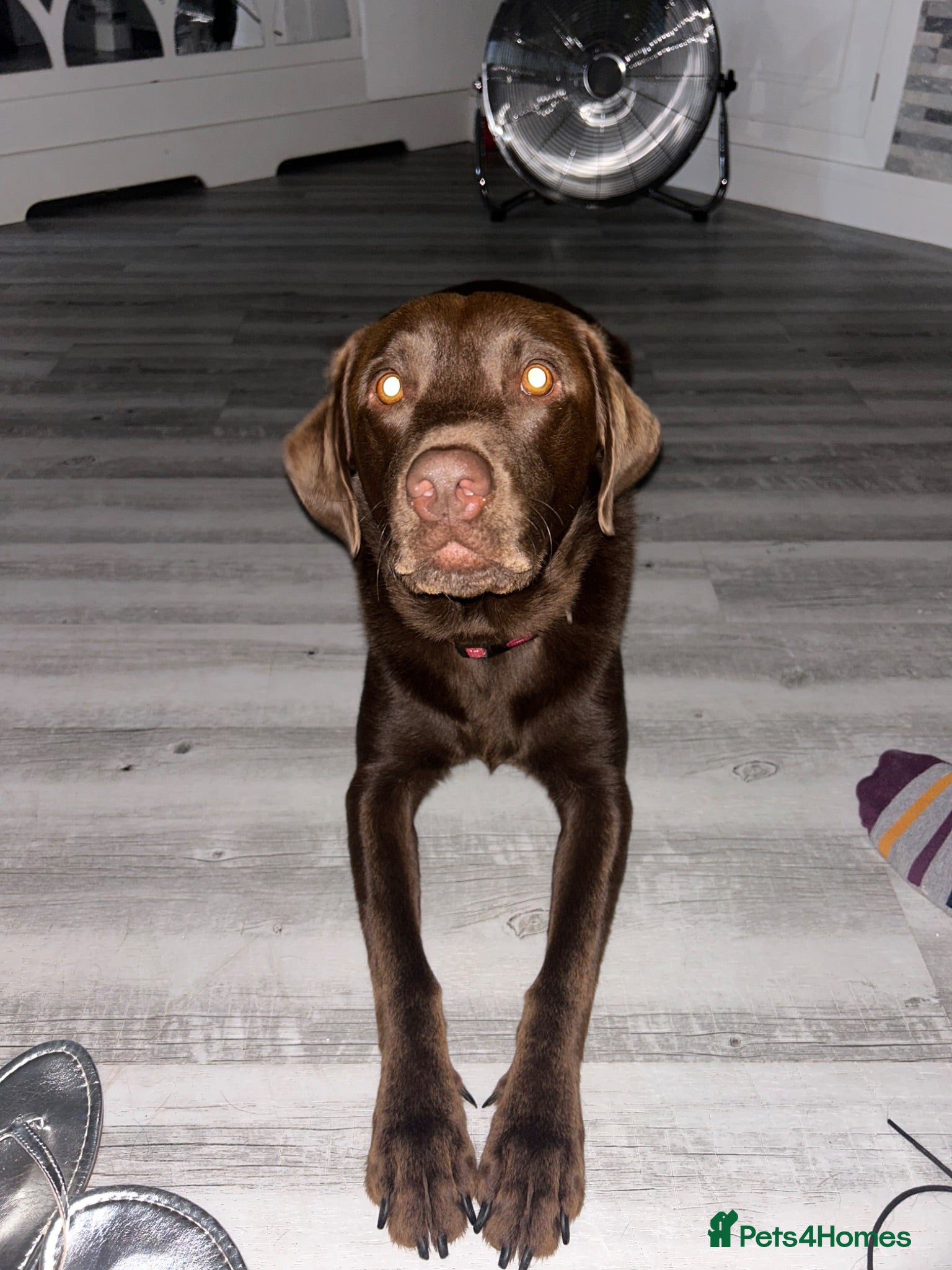 Labrador Retriever dogs Male Labrador  - Advert 3