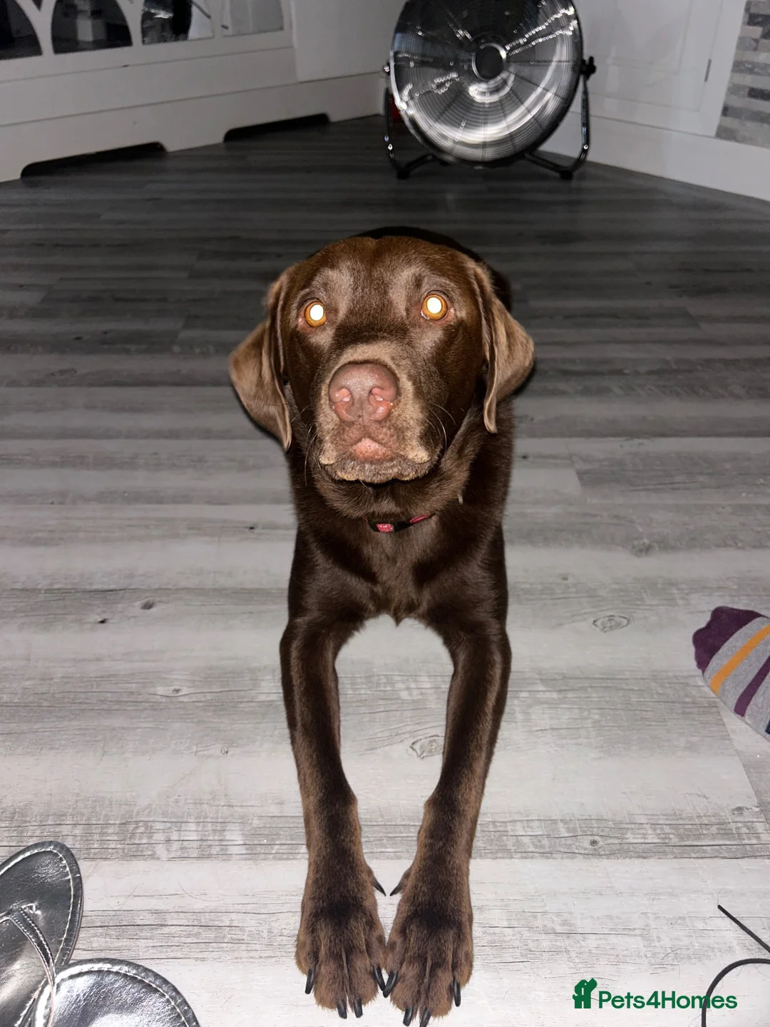 Labrador Retriever dogs for sale: Male Labrador  in Bristol - Advert 1