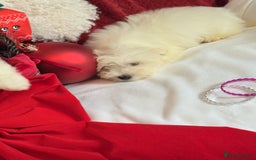 Maltese dogs for sale: Maltese x Pomeranian  - Advert 7