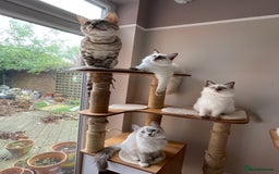 Ragdoll cats for sale: Ragdoll kittens from Moonliteyecats  - Image 32