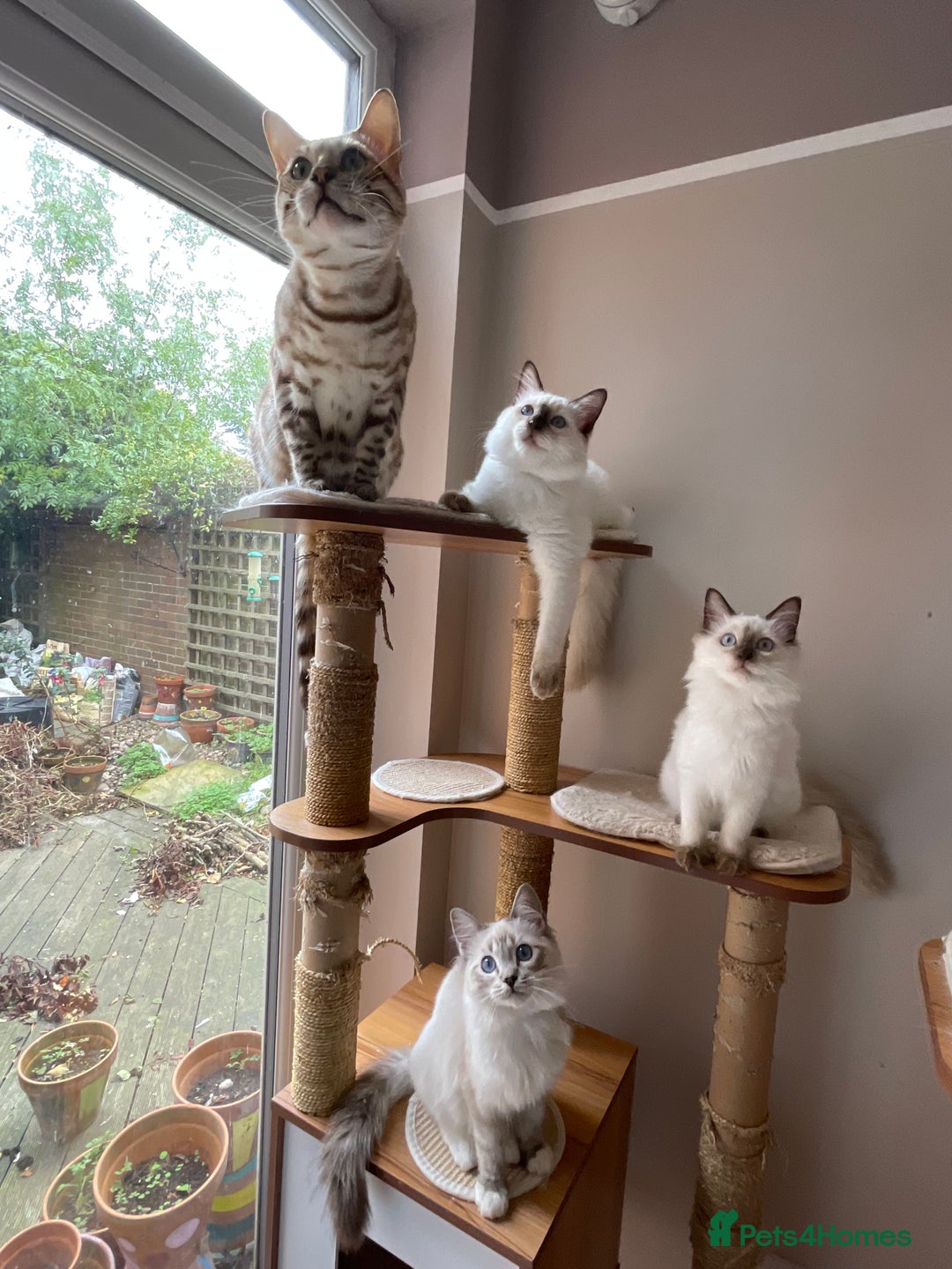 Ragdoll cats for sale: Ragdoll kittens from Moonliteyecats  - Image 32