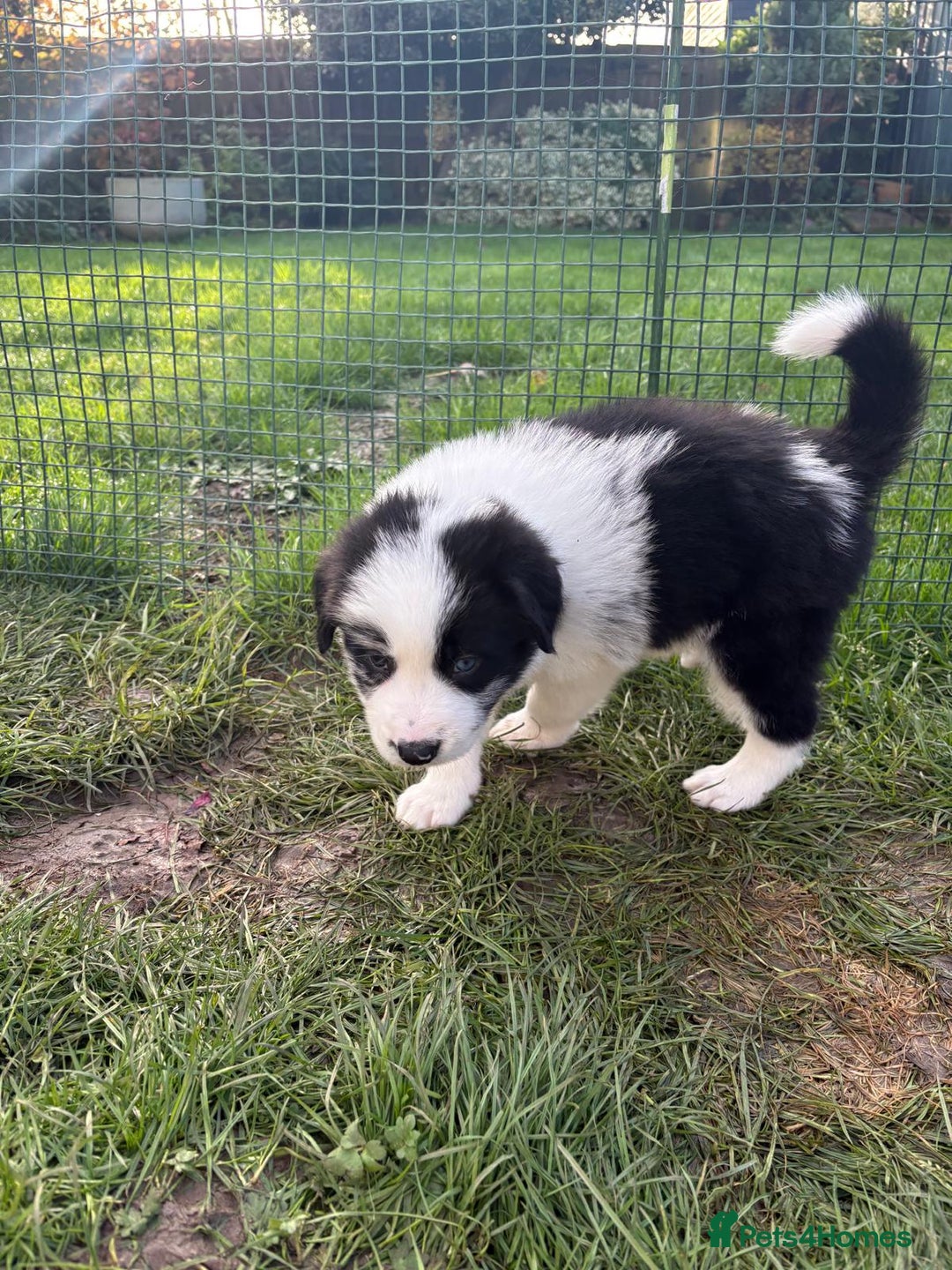 Border Collie dogs for sale: Border Collie Puppies - Advert 3