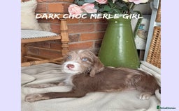 Mixed Breed dogs for sale: ☀️PERFECT POOGLES (beagleXminiature poodle)☀️ in Rhayader - Image 29