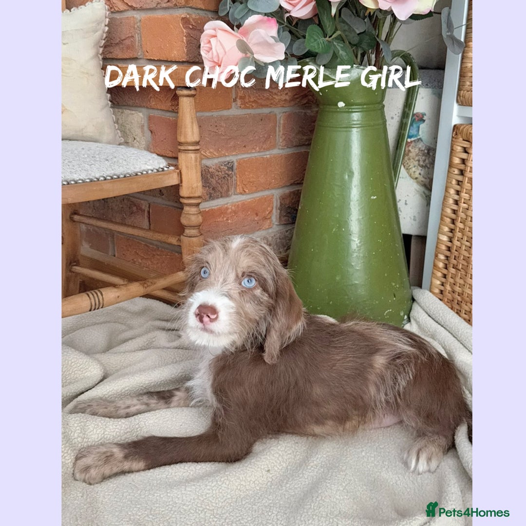 Mixed Breed dogs for sale: ☀️PERFECT POOGLES (beagleXminiature poodle)☀️ in Rhayader - Image 29