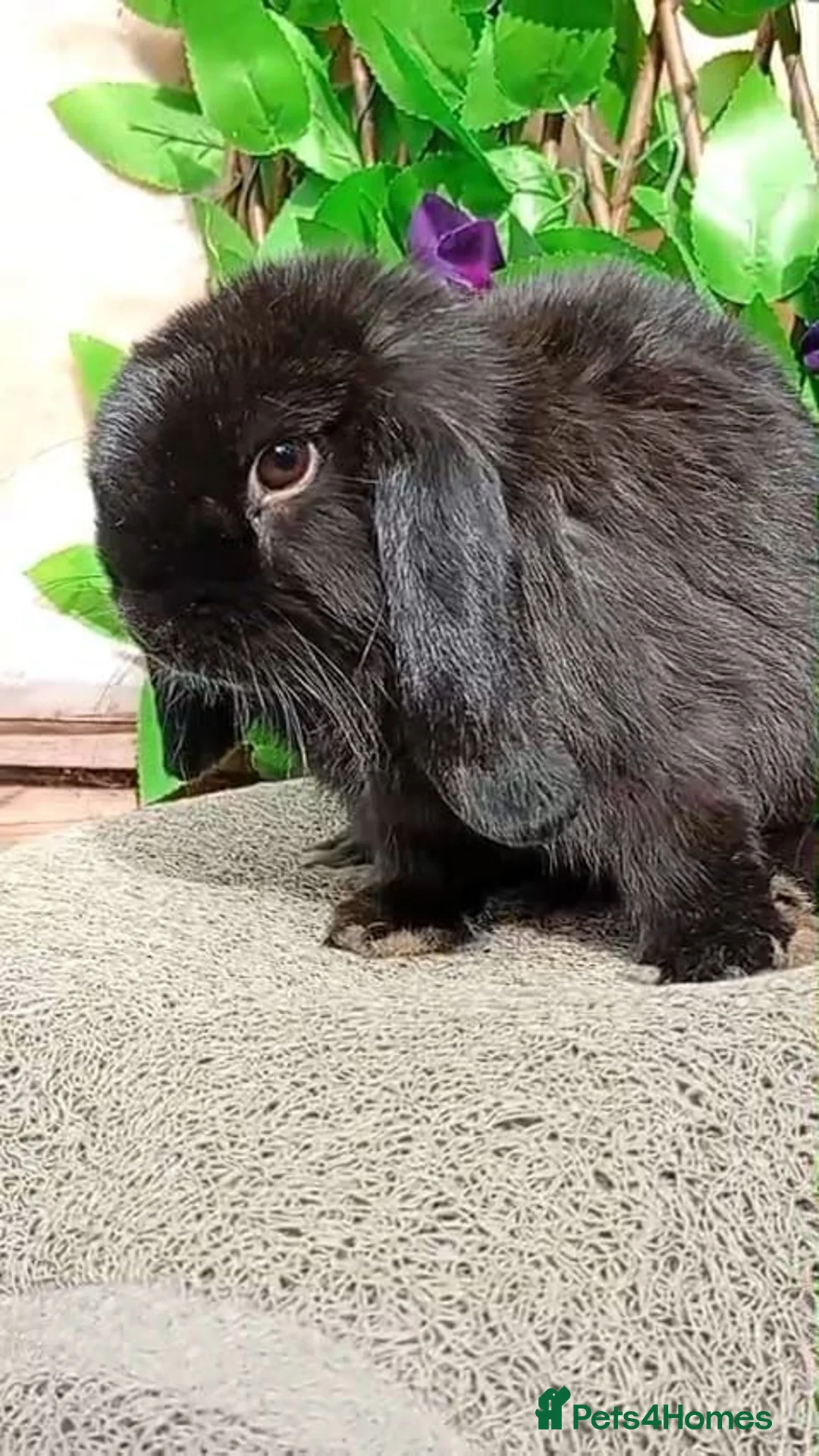 Mini Lop rabbits for sale: Mini lop  - Advert 3