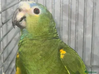 Parrots birds BLUE FRONT AMAZON PARROT - Advert 13