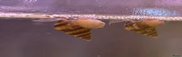 Snails fish for sale: Assassin Snails  - Advert 1