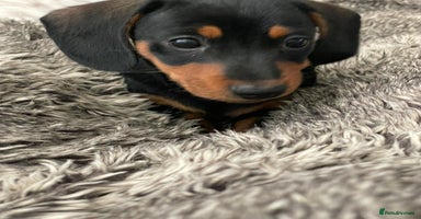 Miniature Dachshund dogs - Advert 5