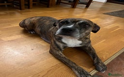 Mixed Breed dogs for sale: Staffy x Australian Kelpie  - Image 12