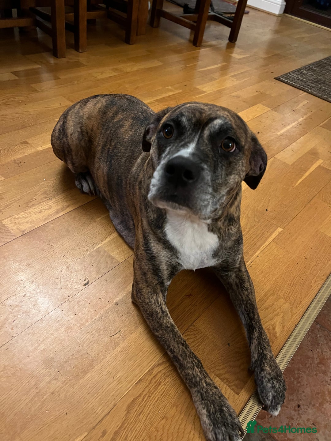 Mixed Breed dogs for sale: Staffy x Australian Kelpie  - Image 12