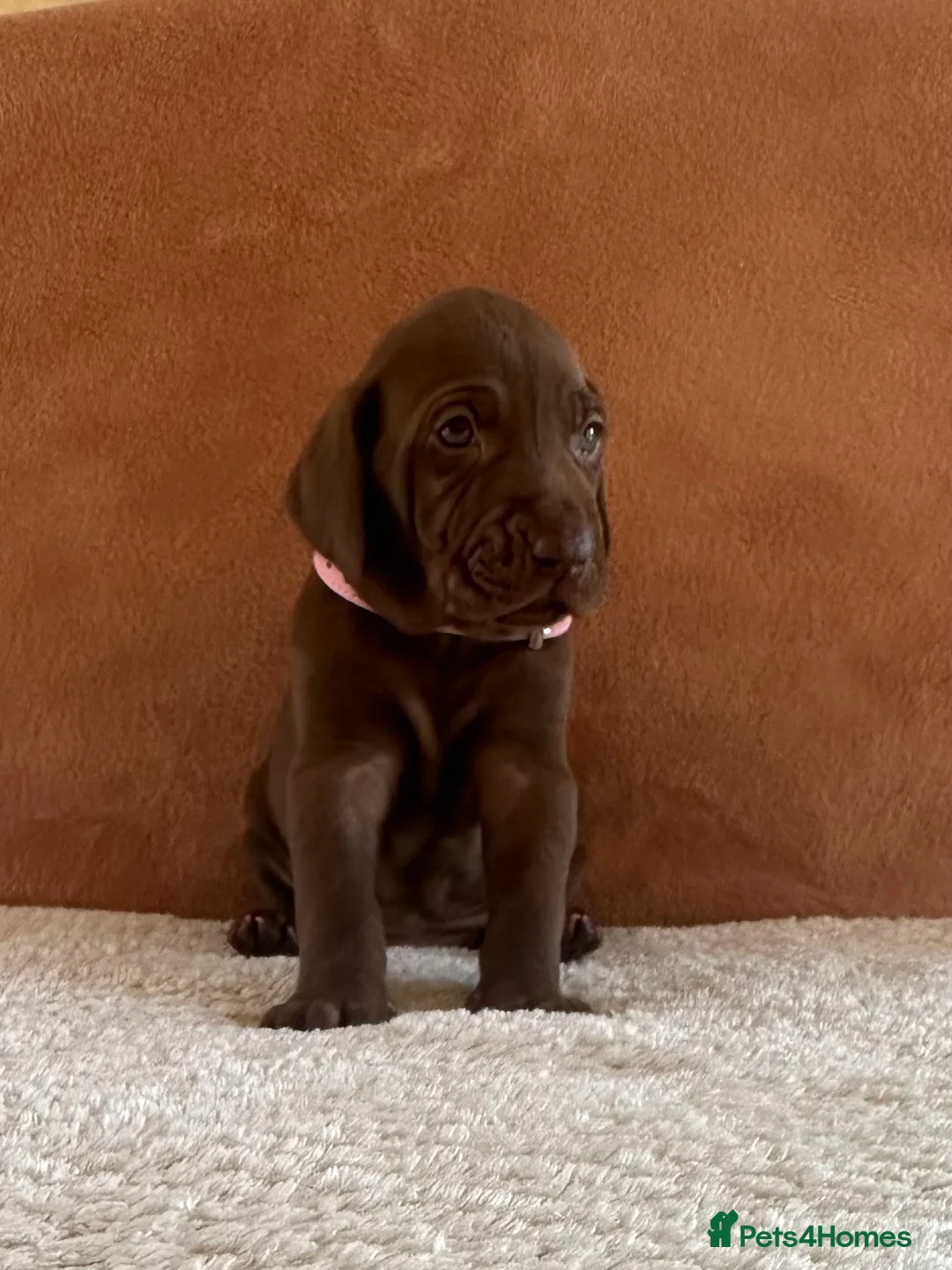 Mixed Breed dogs for sale: 1/9 F2 Weimador / Labmaraner  - Advert 23