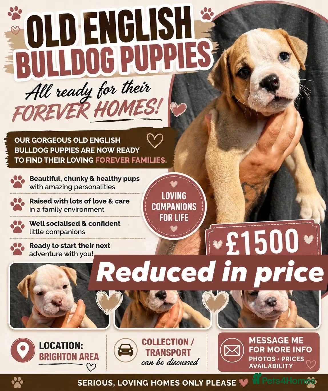 Olde English Bulldogge dogs READY TO LEAVE 3 old English bulldog   - Advert 5