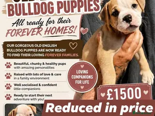 Olde English Bulldogge dogs READY TO LEAVE 3 old English bulldog - Advert 5