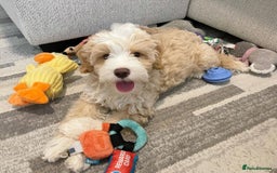 Double Doodle dogs for sale: Lovely Female Doubledoodle Seeks New Home - Image 4