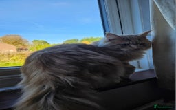 Maine Coon cats for sale: 5 maine coons  - Image 14