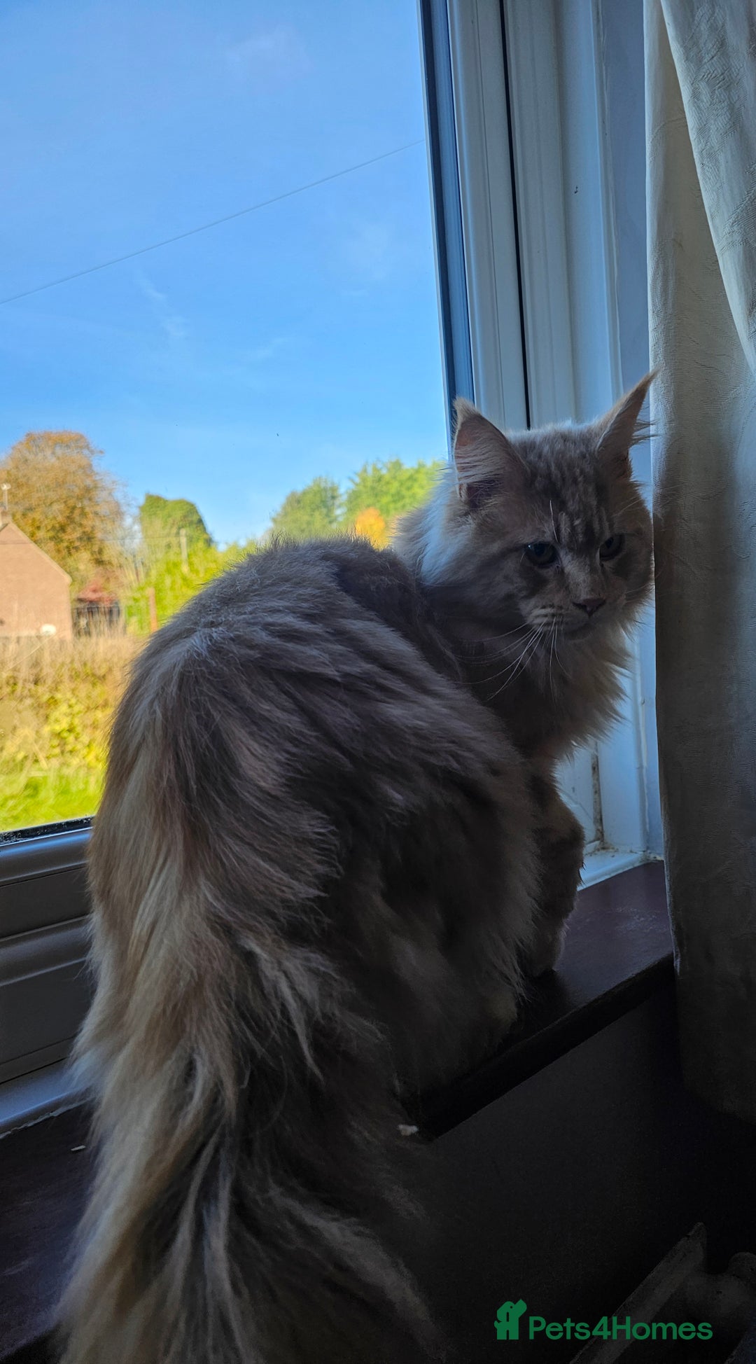 Maine Coon cats for sale: 5 maine coons  - Image 14