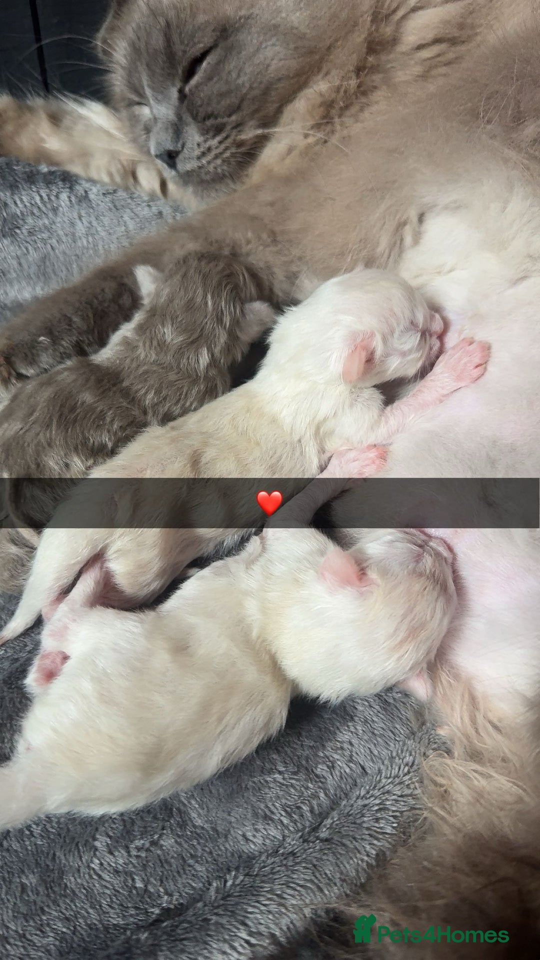 Ragdoll cats for sale: Blue pointed full pedigree tica girl  - Image 4