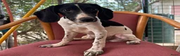 Mixed Breed dogs for adoption: Tiana (Pointer mix) in Coulsdon - Advert 19