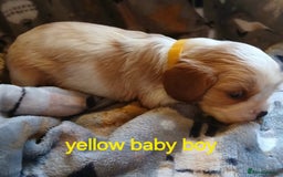 Cavalier King Charles Spaniel dogs for sale: DNA TESTED CAVALIER KING CHARLES  - Image 22