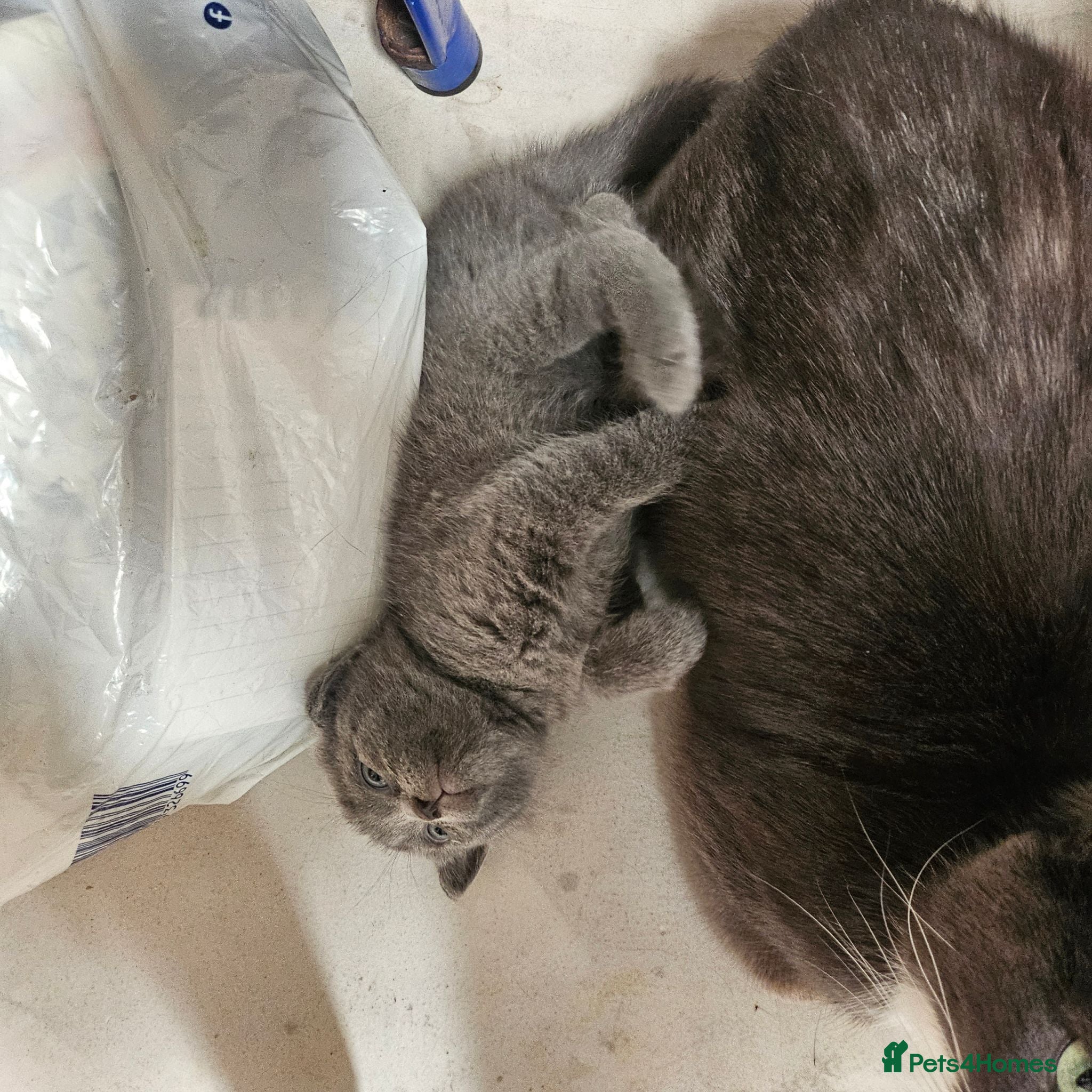 British Shorthair cats BSH kittens  - Advert 1