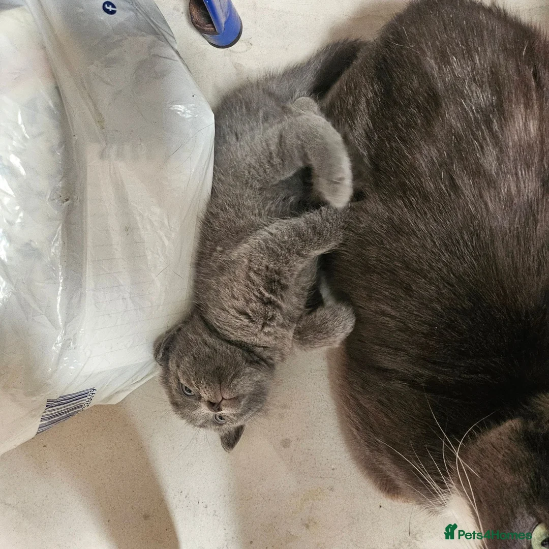 British Shorthair cats for sale: BSH kittens  - Advert 1