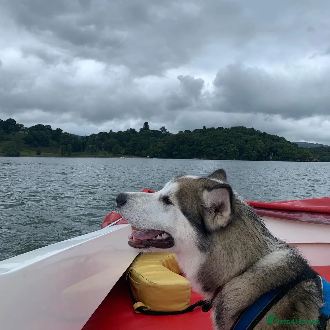 Siberian Husky dogs for stud: Beautiful proven Siberian Husky ready for stud! in Preston - Advert 6