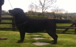 Labrador Retriever dogs for sale: Show Quality Black & Chocolate Labrador Pups - Image 6