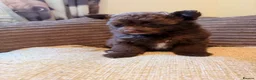 Pomapoo dogs for sale: Female chocolate pomapoo - Advert 5