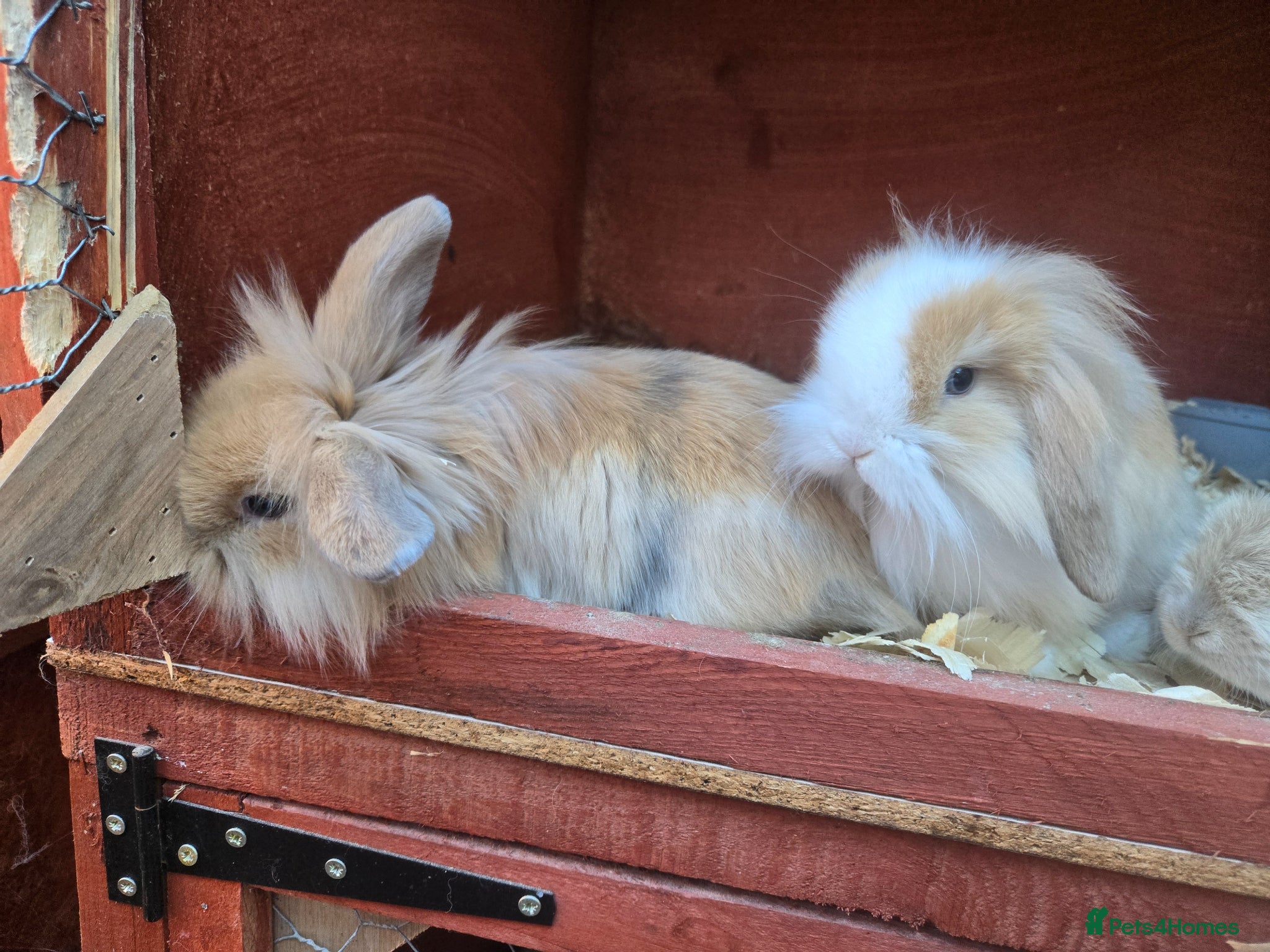 Mini Lop rabbits Stunning mini lop bunnies - Advert 9