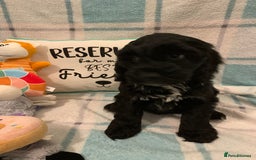 Cockapoo dogs for sale: 🐶*READY NOW*🐶  Stunning show type F1 Cockapoos  - Image 11