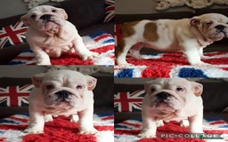 English Bulldog dogs for sale: Kc reg  1 White & Red boy only fully vaccinated  - Image 25