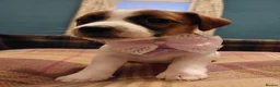 Jack Russell dogs for sale: Adorable 1 BOY LEFT Jack Russell  - Advert 3