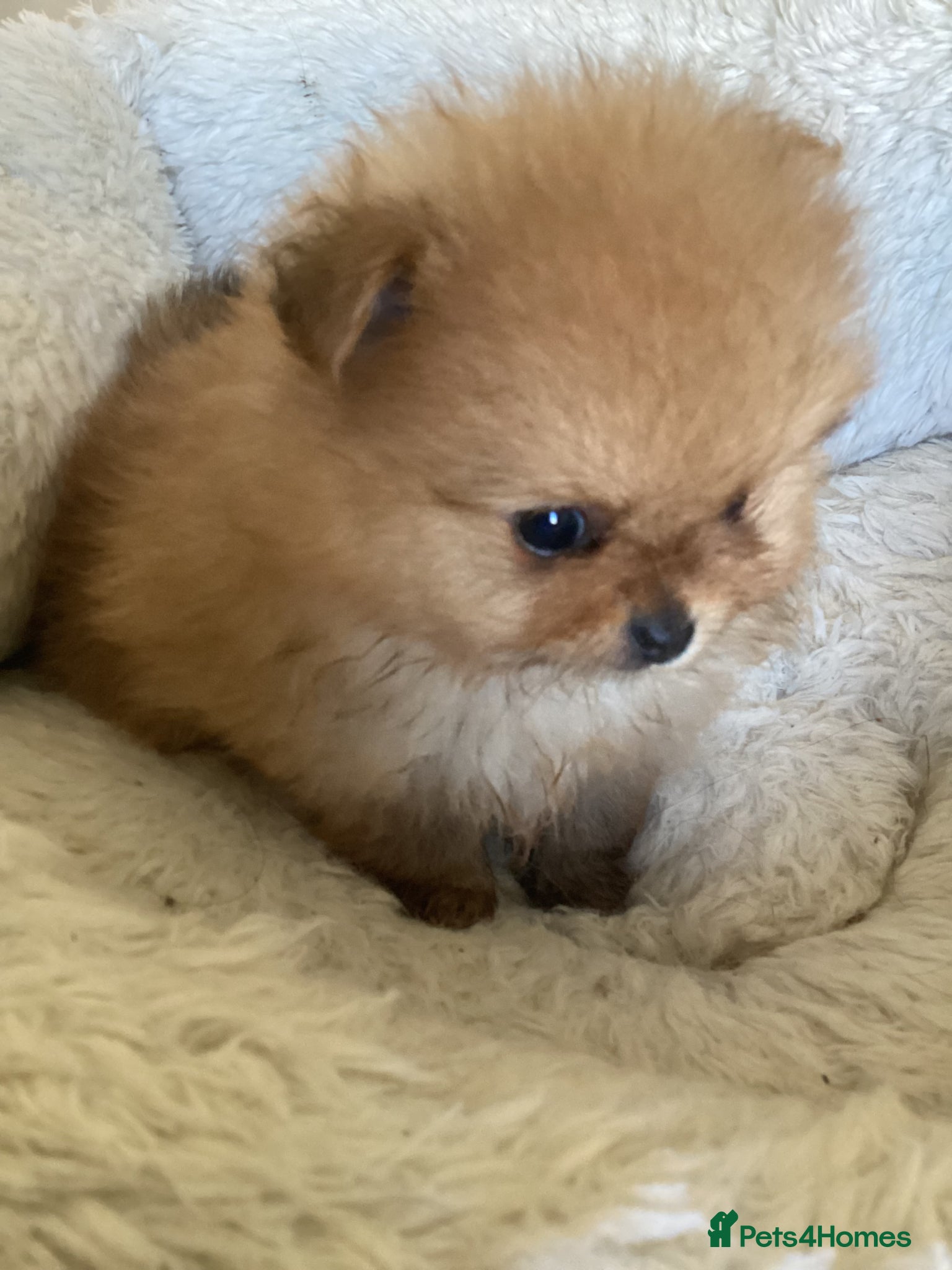 Pomeranian dogs kc reg top quality teddy Pomeranian pups  - Advert 1