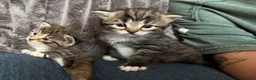 British Longhair cats for sale: Stunning 4 kittens in Kidderminster - Advert 3