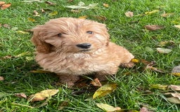 Cockapoo dogs for sale: Red Cockapoo puppies for sale - Image 21