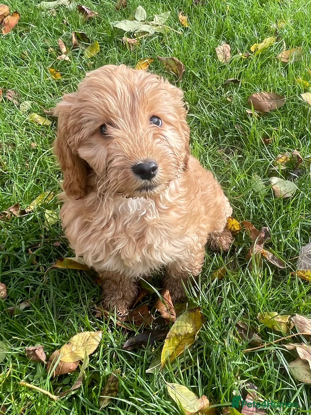 Cockapoo dogs for sale: Red Cockapoo puppies for sale - Image 21