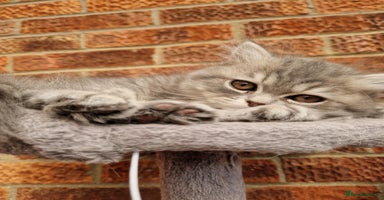 Persian cats in Norwich - Advert 1