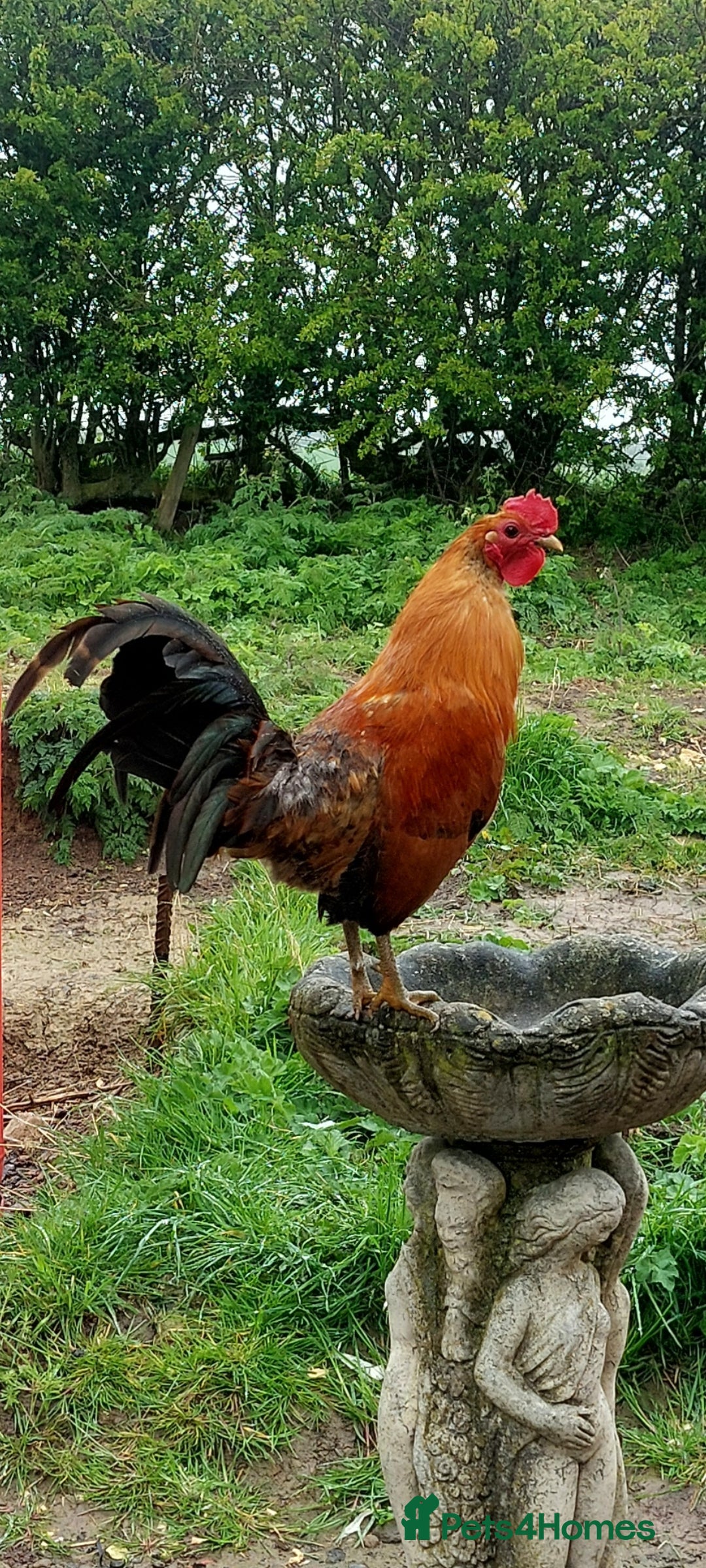 Chickens poultry for sale: Pair Ginger Red Old English Game Bird Juveniles - Image 3