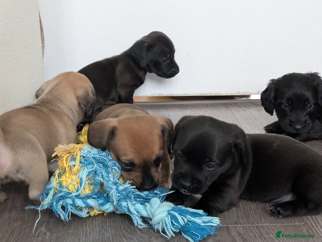 Dachshund dogs for sale: Dachshund x puppies male 2x long haired  - Image 8