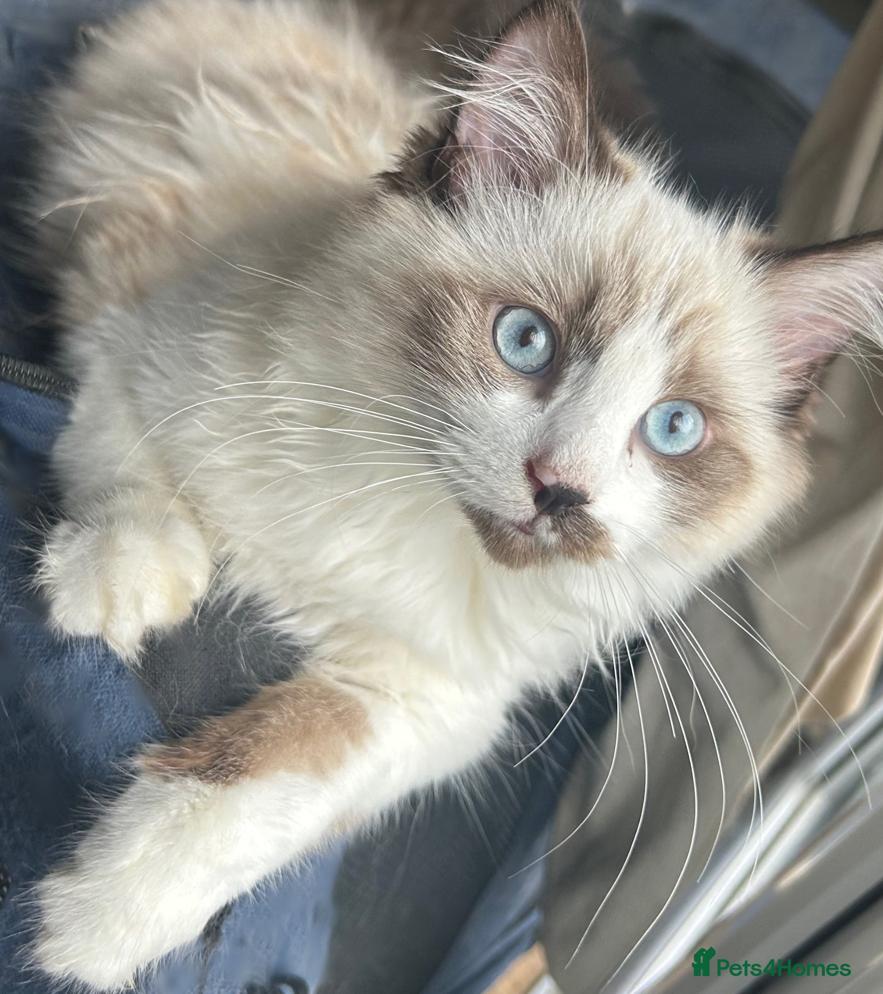 Ragdoll cats for sale: RAGDOLL Cross Kitten  - Advert 2