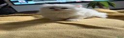British Longhair cats for sale: Incredible BLH kittens GCCF registered  - Advert 12
