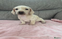 Miniature Dachshund dogs for sale: 🥰 Cream Dapple smooth haried Dachshunds 🥰 - Image 4