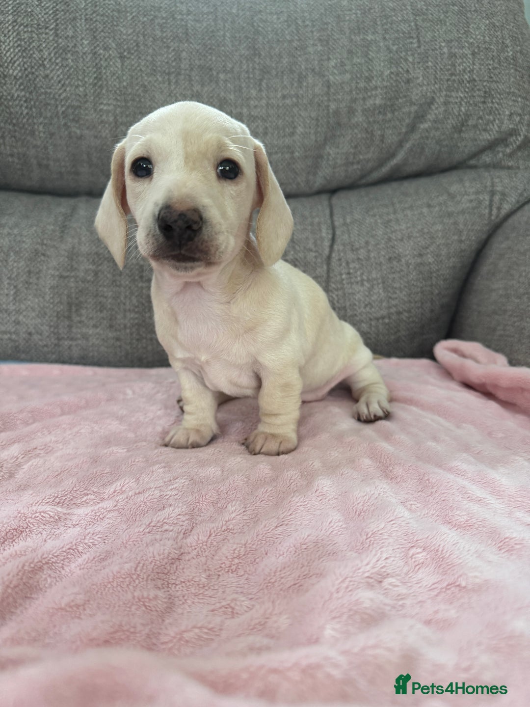 Miniature Dachshund dogs for sale: 🥰 Cream Dapple smooth haried Dachshunds 🥰 - Image 4